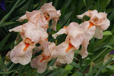 Bahar bahçesindeki zarif, güzel zambaklar.