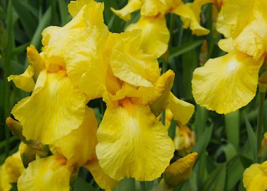 Bahar bahçesindeki zarif, güzel zambaklar.