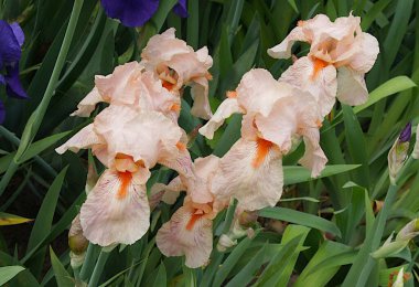 Bahar bahçesindeki zarif, güzel zambaklar.