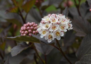 Yazın başında yaygın dokuz kabuklu (Physocarpus opulifolius) enfeksiyon ve yaprakları