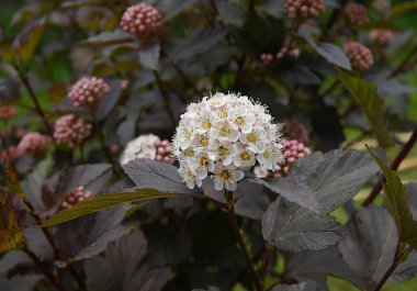 Yazın başında yaygın dokuz kabuklu (Physocarpus opulifolius) enfeksiyon ve yaprakları