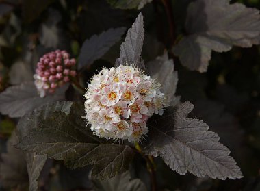 Yazın başında yaygın dokuz kabuklu (Physocarpus opulifolius) enfeksiyon ve yaprakları