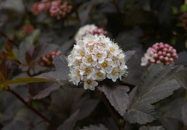 Yazın başında yaygın dokuz kabuklu (Physocarpus opulifolius) enfeksiyon ve yaprakları