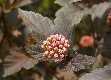 Yazın başında yaygın dokuz kabuklu (Physocarpus opulifolius) enfeksiyon ve yaprakları