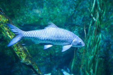 Mavi Mahseer (Tor tambroides) büyük akvaryumda yüzüyor