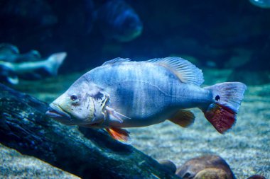 Tavuskuşu Bass (cichla monoculus) diğer yırtıcı balıklarla birlikte büyük akvaryumda yüzen cichlid ailesinin en büyüğü.