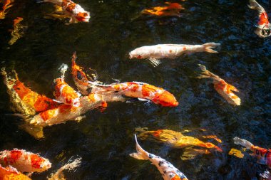 Koi balığı okulu yemek için bekliyor.