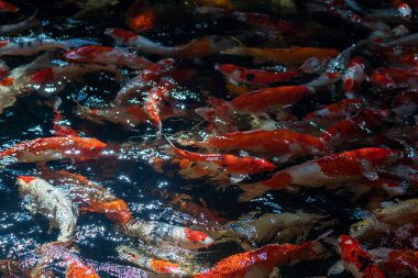 Koi balığı okulu yemek için bekliyor.