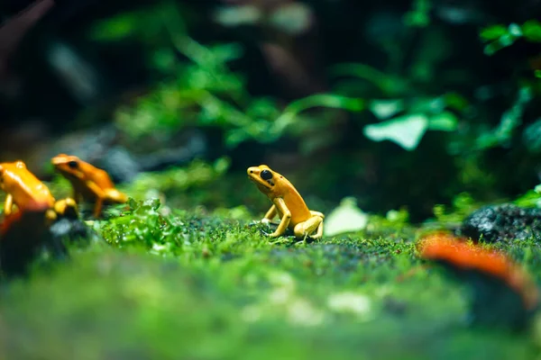 남아메리카에서 개구리 Phyllobates Terribilis 개구리 테라리움에서 인기있는 양서류 — 스톡 사진