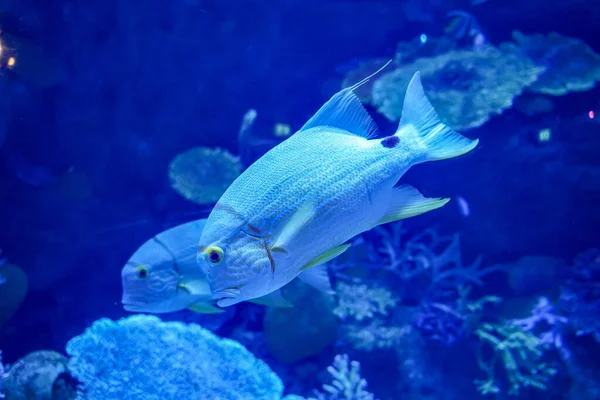 Sailfin Snapper Symphorichthys Spilurus Piękne Duże Drapieżniki Ryb Akwarium Morskim — Zdjęcie stockowe