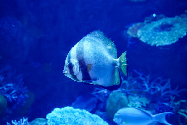 Teira batfish(Platax teira) beautiful schooling fish very popular for scuba diving and aquarium