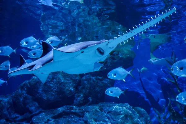 Largetooth Sawfish Pristis Pristis Nadando Torno Grande Tanque Aquário Sawfish — Fotografia de Stock