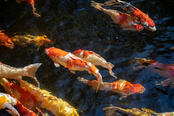 Школьное Обучение Рыб Кои Ожидании Еды — стоковое фото