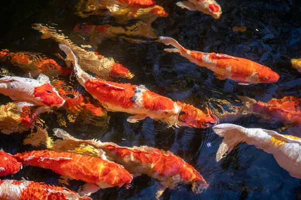 Schooling Koi Fish Waiting Food — Stock Photo, Image