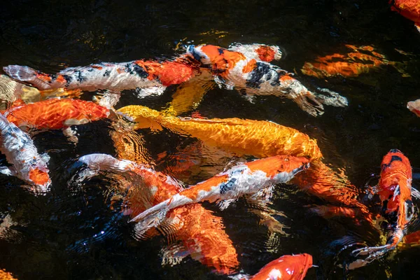 Schooling Koi Fish Waiting Food — Stock Photo, Image