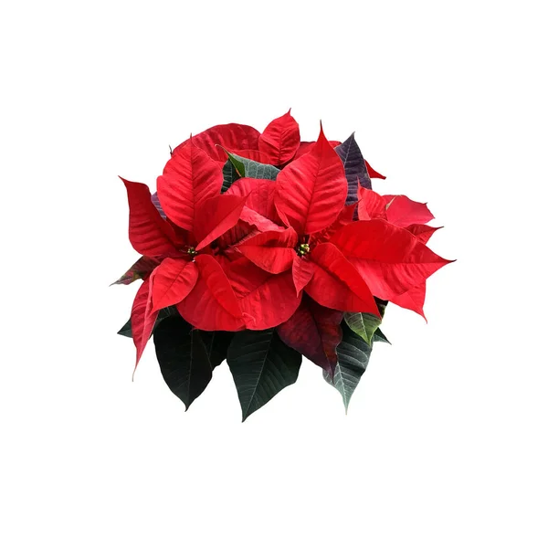 Red Poinsettia Hagyományos Karácsonyi Virág Elszigetelt Vágott Tárgy Fényes Szezonális — Stock Fotó