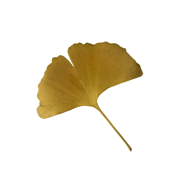 Żółty Świeży Liść Miłorzębu Lecznicze Zbliżenie Roślin Organicznych Wycinanka Ścieżek — Zdjęcie stockowe