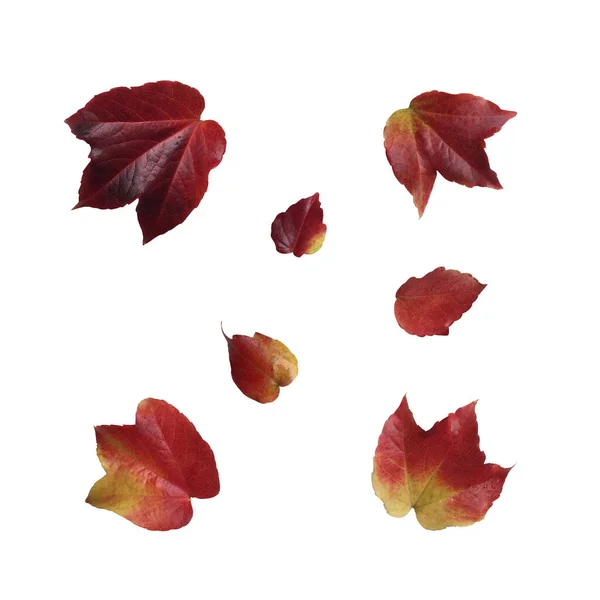 Dziki Zestaw Czerwonych Liści Winogron Odizolowany Obiekt Wycinanka Białym Tle — Zdjęcie stockowe
