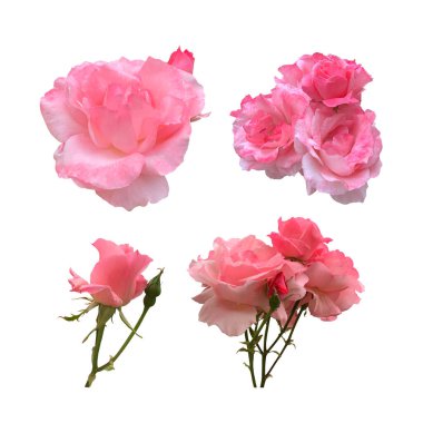 Pembe izole güller beyaz arkaplanda narin çiçekler, dekor, tasarım, davetiyeler, kartlar, yumuşak odak ve kırpma yolu için kesme nesnesi