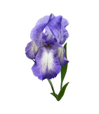 İris ışığı, yaprakları yakın olan mor çiçek, beyaz arkaplanda kırpma yolu nesnesi olan kesit, tasarımın çiçek unsuru, dekor