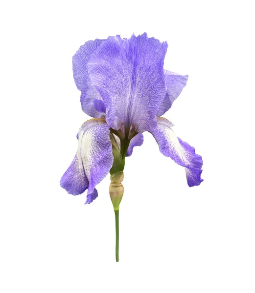 Iris Licht Violette Bloem Met Bladeren Close Uitsnede Met Clipping — Stockfoto