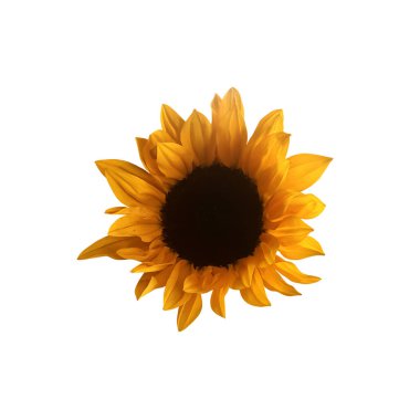 Yapraklı sarı kesim ayçiçekleri, dekor için beyaz arkaplanda izole edilmiş parlak nesne, hasat zamanı tasarımı, davetiyeler, yumuşak odak ve kırpma yolu