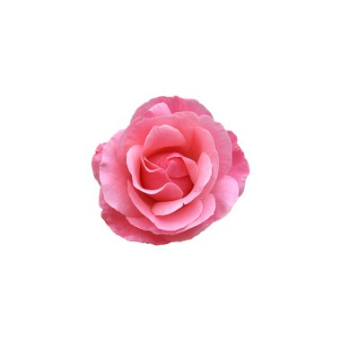 Yapraksız pembe gül narin çiçek dalı, dekor, tasarım, davetiyeler, kartlar, yumuşak odak ve kırpma yolu için kesme nesnesi