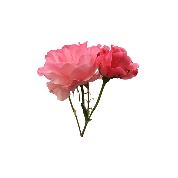 Pink Isolated Rose Leaves Delicate Flower Branch Cutout Object Decor — Stock Photo, Image