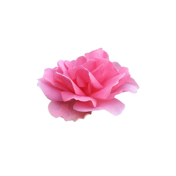 Rosa Isolada Rosa Sem Folhas Delicado Ramo Flor Objeto Recorte — Fotografia de Stock