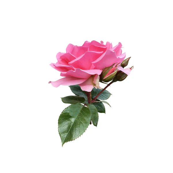 Rosa Isolada Rosa Com Folhas Ramo Flor Delicada Objeto Recorte — Fotografia de Stock