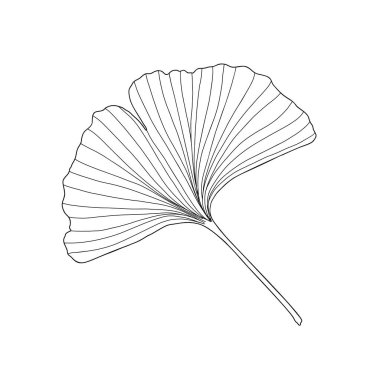 Taze ginkgo yaprağı siyah beyaz çizilmiş el çizimi vektör çizimi, çiçekli tıbbi organik bitki, Japon kültür sembolü, çevre dostu konsept