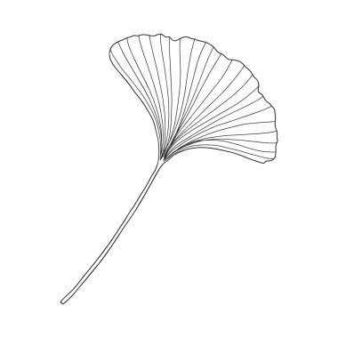 Taze ginkgo yaprağı siyah beyaz çizilmiş el çizimi vektör çizimi, çiçekli tıbbi organik bitki, Japon kültür sembolü, çevre dostu konsept