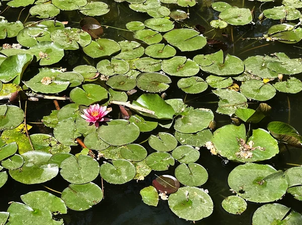 Yüzeyinde Yaprakları Olan Nilüfer Çiçekleri Gölette Açan Güzel Pembe Nilüfer — Stok fotoğraf