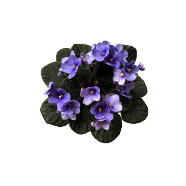 Ot yapraklı mor viyola, ev bitkisi izole nesne, kırpma yolu, tasarım için dekoratif element, ev dekorasyonu konsepti