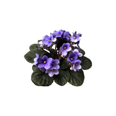 Violet viola flower with leaves in pot, home plant isolated object, clipping path, decorative element for design, home decor concept clipart