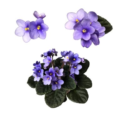 Mor viyola çiçekleri tencerede yapraklar, ev bitkisi izole nesne, kırpma yolu, tasarım için dekoratif element, ev dekorasyonu konsepti