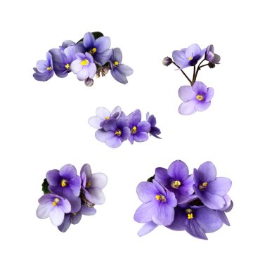 Violet viola cutout flowers set, home plant isolated object, clipping path, decorative element for design, home decor concept clipart