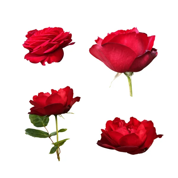 Rosas Vermelhas Isoladas Sem Folhas Definidas Delicado Ramo Flores Fundo — Fotografia de Stock
