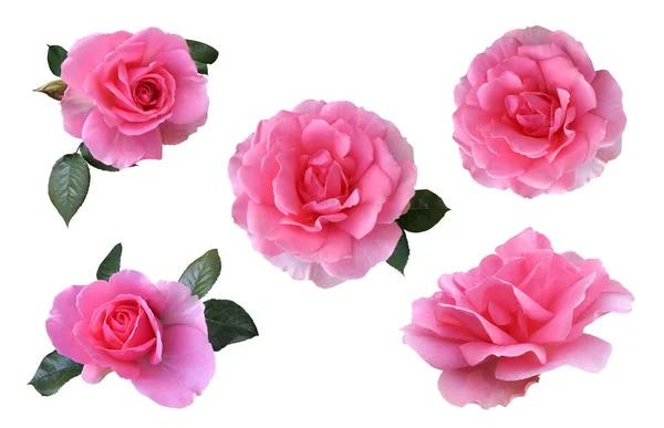 Pink Isolated Roses Set Leaves Delicate Flower Branch Cutout Object — Stock Photo, Image