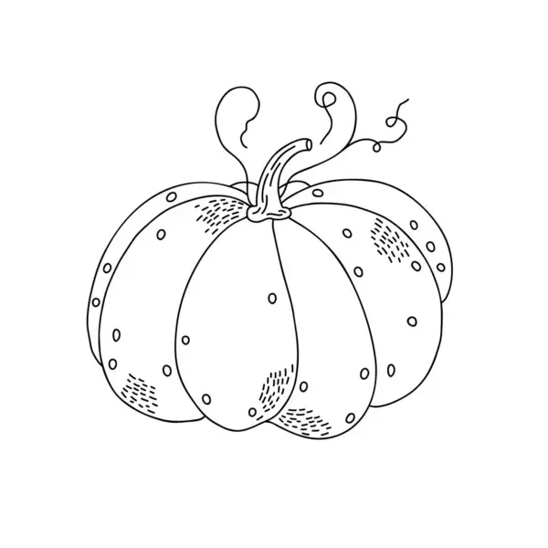 Dýně Ručně Kreslený Obrys Vektorové Ilustrace Zelenina Pro Sezónní Podzimní — Stockový vektor