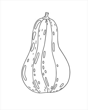 Balkabağı eli çizilmiş karalama vektör illüstrasyonu mevsimsel sonbahar tatili kutlaması tasarımı, sağlıklı vejetaryen diyeti, Şükran Günü, Cadılar Bayramı klibi