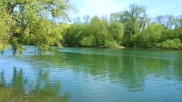 Rivier Stromend Water Heldere Zonnige Dag Groene Bomen Weelderige Vegetatie — Stockvideo