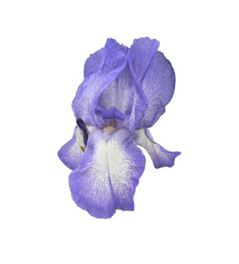 İris Germanica tomurcuk ve sapı seçici odaklı narin mor bahçe çiçeği kırpma yolu nesnesi, çiçek tasarımı, dekor