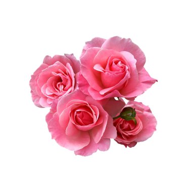 Parlak pembe çiçek tomurcuğu narin yalıtılmış çiçek, canlı renk kesme nesnesi tatil dekorasyonu, tasarım, davetiyeler, kartlar, yumuşak odak ve kırpma yolu için