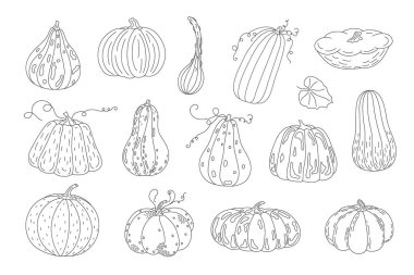 Balkabakları, mevsimsel sonbahar bayramı kutlama tasarımı, sağlıklı vejetaryen diyeti, Şükran Günü, Cadılar Bayramı klibi için çizilmiş karalama vektör illüstrasyonunu sunar.