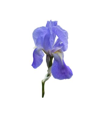 İris çiçeği, saplı parlak menekşe bahçesi, yakın plan, kırpma yolu nesnesi olan kesme nesnesi, çiçekli tasarım elementi, dekor