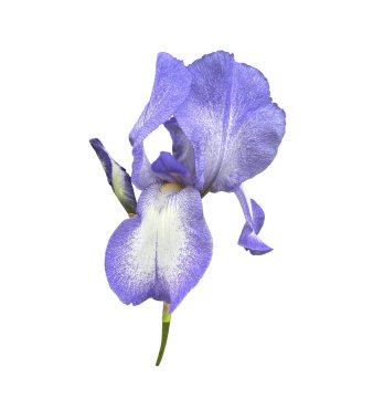 Parlak mor bahçe çiçeği, bitki yakın plan, kırpma yolu nesnesi olan kesik nesne, çiçekli tasarım elementi, dekor