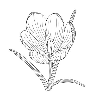 Köklü bahar çiçeği yapraklı yaban hayatı bitkisi, el çizimi vektör çizimi, çiçek tasarımı öğesi, davetiye, kart, düğün dekorasyonu, botanik çizgisi sanatı.