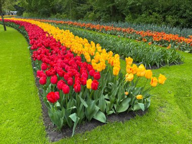 Parkta sıralı lale çiçekleri, güneşli bahar gününde, renkli çiçekler, doğal arka plan, Hollanda 'nın sembolü olan Avrupa turistik merkezi Keukenhof' u park et
