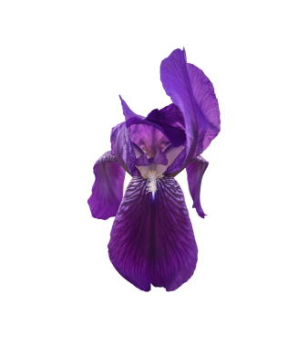 Parlak mor bahçe çiçeği, bitki yakın plan, kırpma yolu nesnesi olan kesik nesne, çiçekli tasarım elementi, dekor